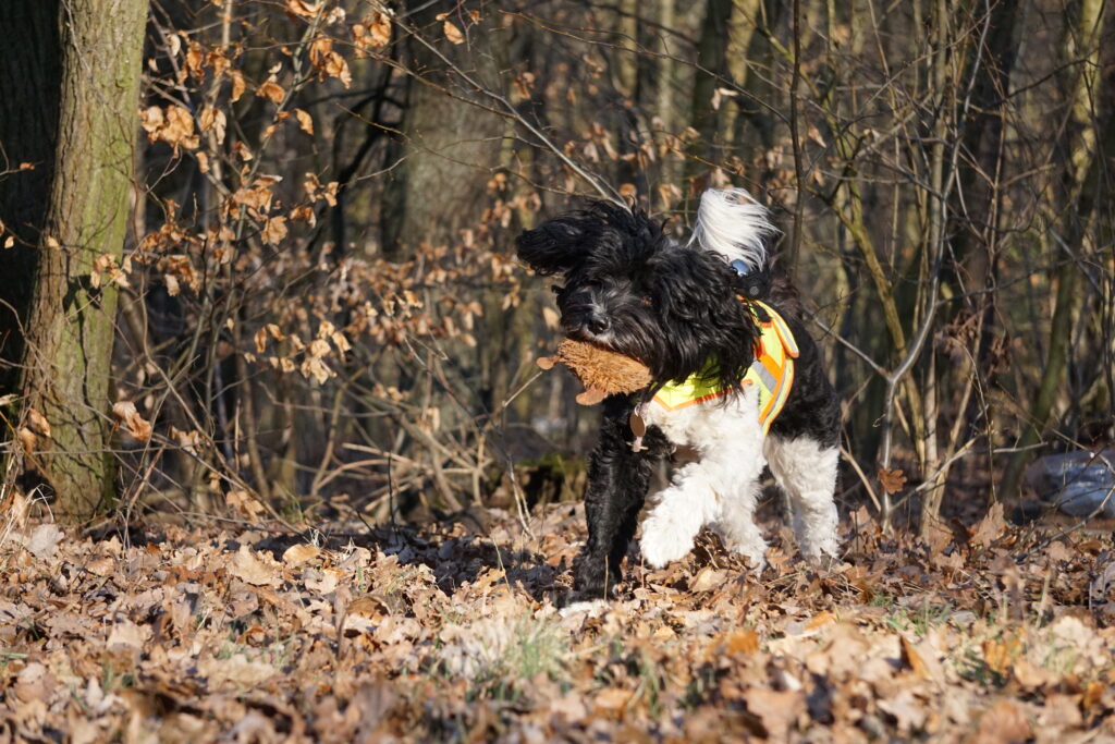 Belohnung Hund Suche